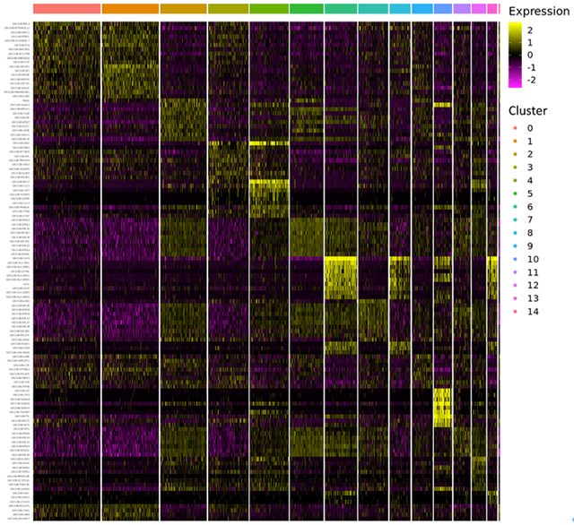 各クラスタの発現遺伝子（Heatmap）＋ Cluster-specific genes