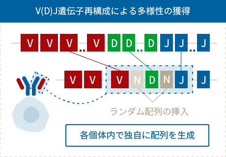 V(D)J遺伝子再構成による多様性の獲得