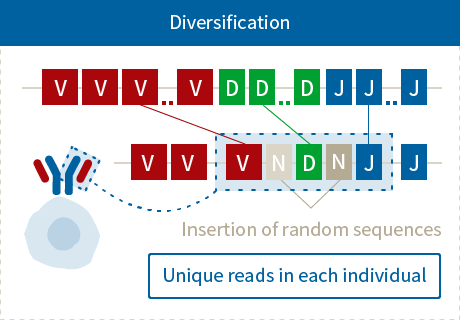 Diversification