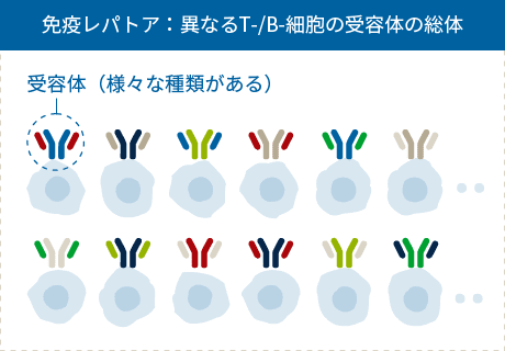 免疫レパトア：異なるT-/B-細胞の受容体の総体