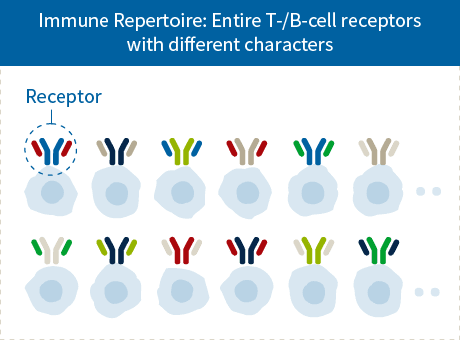 Immune Repertoire: Entire T-/B-cell receptors with different characters