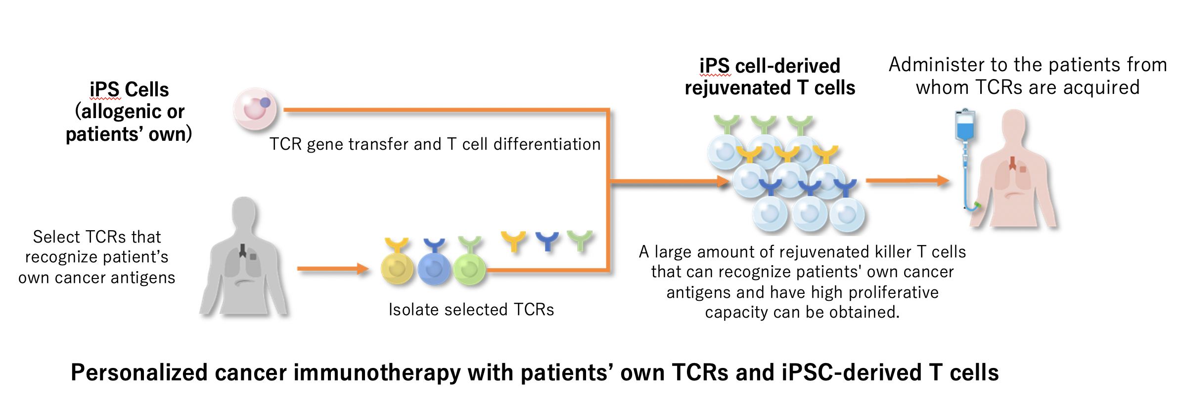 Personalized cancer immunotherapy with patients’ own TCRs and iPSC-derived T cells