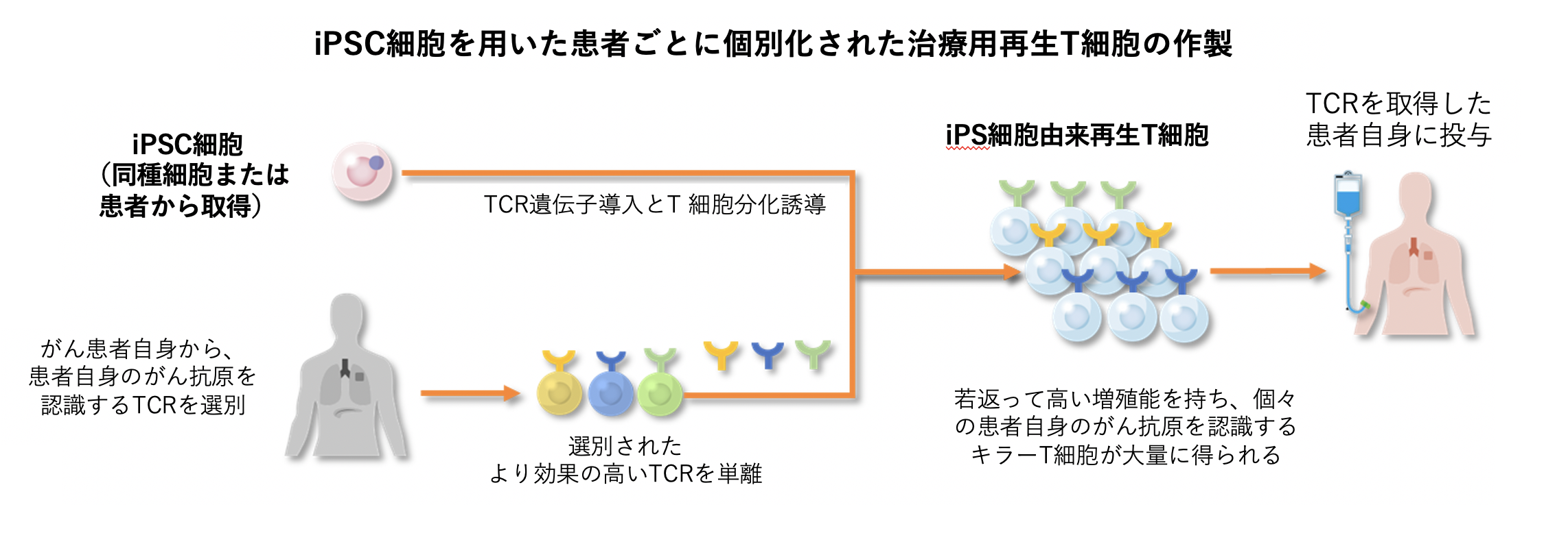 iPSC細胞を用いた患者ごとに個別化された治療用再生T細胞の作製